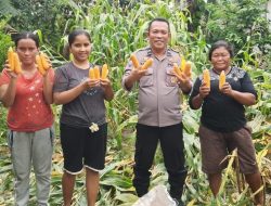 Polsek Batu Ampar Gelar Panen Raya Jagung Serentak Kuartal IV Dukung Swasembada Pangan 2025